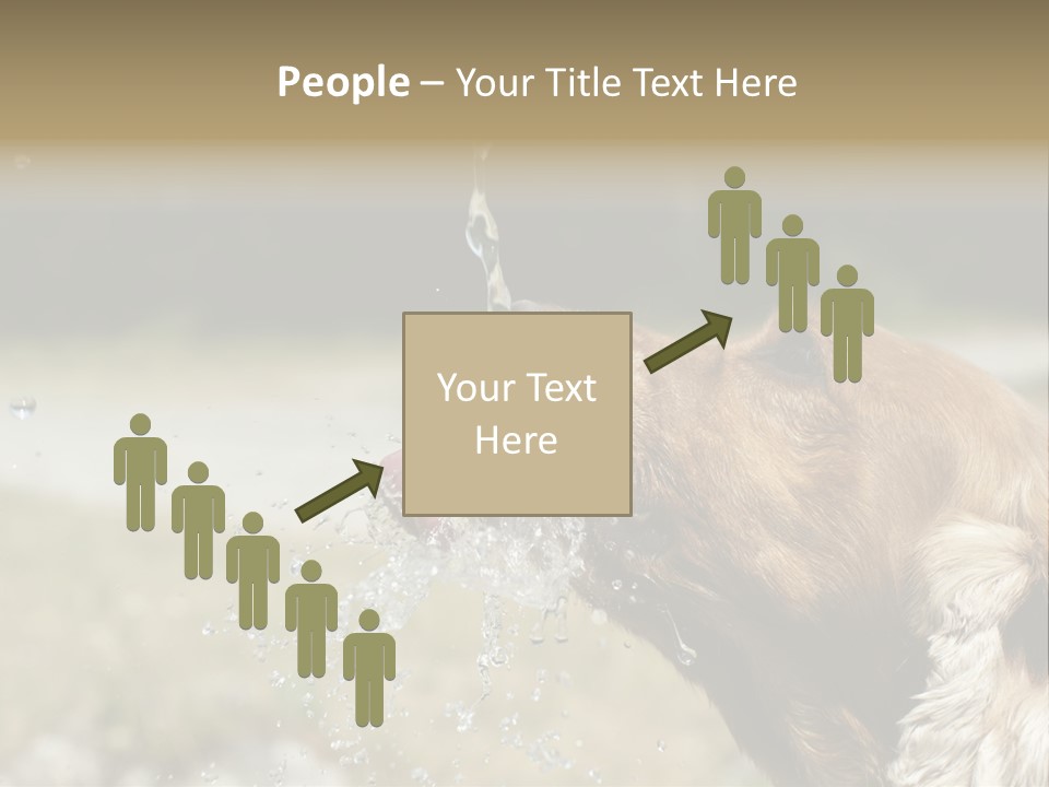 A Brown Dog Drinking Water Out Of A Faucet PowerPoint Template