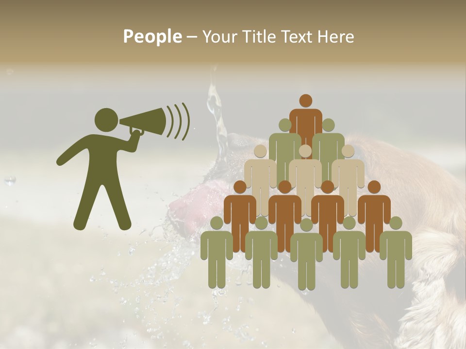 A Brown Dog Drinking Water Out Of A Faucet PowerPoint Template