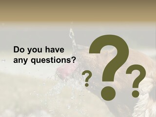 A Brown Dog Drinking Water Out Of A Faucet PowerPoint Template