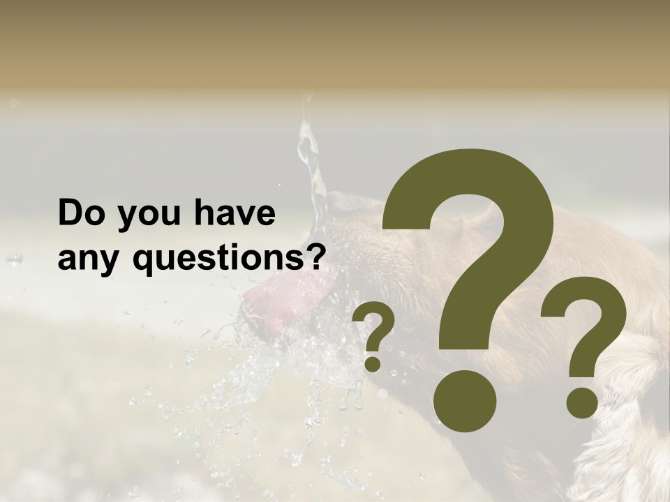 A Brown Dog Drinking Water Out Of A Faucet PowerPoint Template