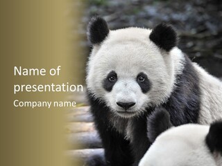 A Panda Bear Standing Next To Another Panda Bear PowerPoint Template
