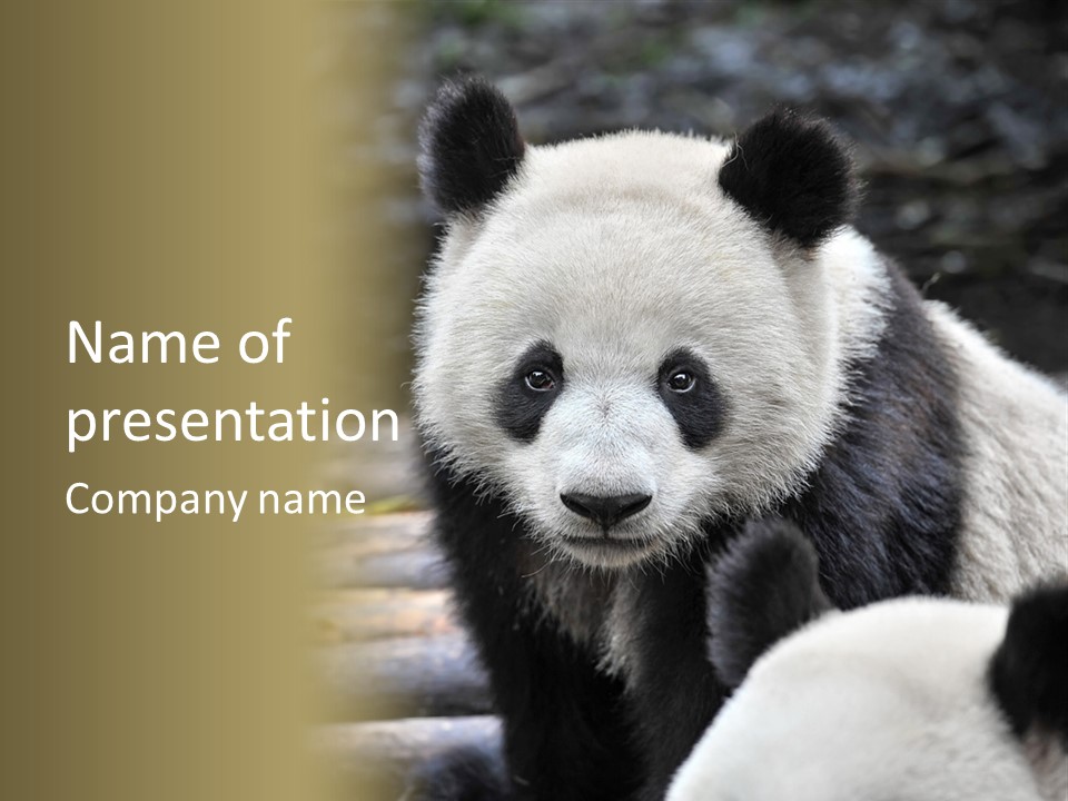 A Panda Bear Standing Next To Another Panda Bear PowerPoint Template