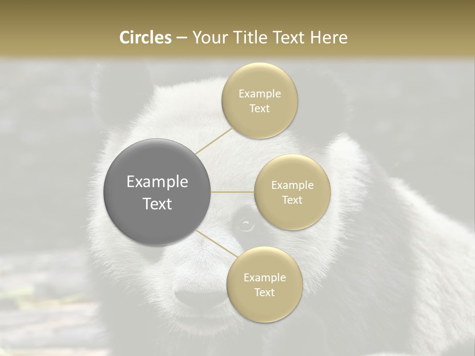 A Panda Bear Standing Next To Another Panda Bear PowerPoint Template