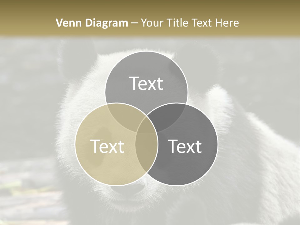 A Panda Bear Standing Next To Another Panda Bear PowerPoint Template