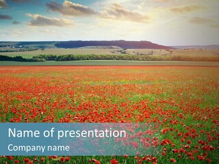 A Field Full Of Red Flowers With A Sky Background PowerPoint Template