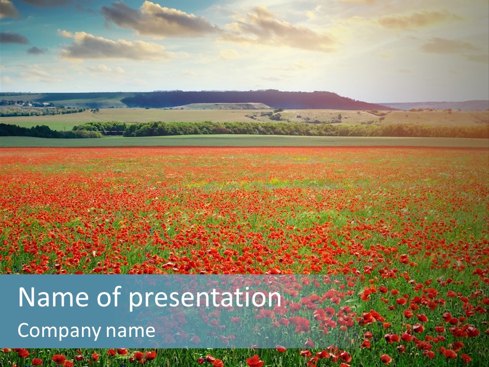 A Field Full Of Red Flowers With A Sky Background PowerPoint Template
