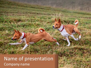 Two Dogs Running In A Field Powerpoint Template PowerPoint Template
