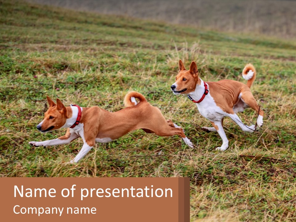 Two Dogs Running In A Field Powerpoint Template PowerPoint Template
