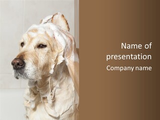 A Dog With A Shower Cap On It's Head PowerPoint Template