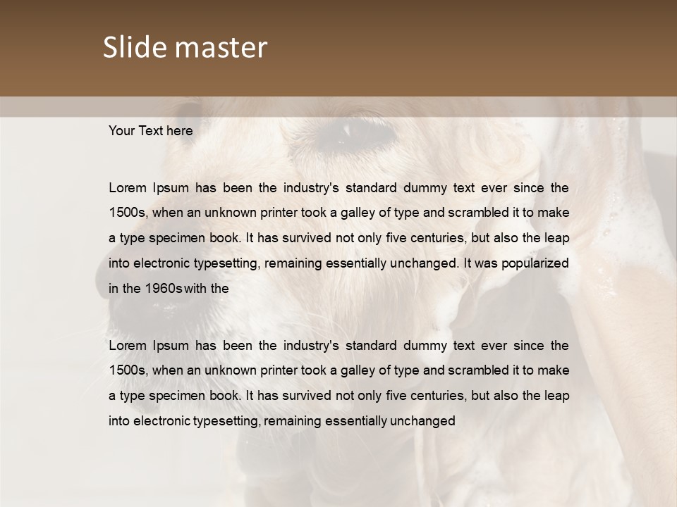 A Dog With A Shower Cap On It's Head PowerPoint Template