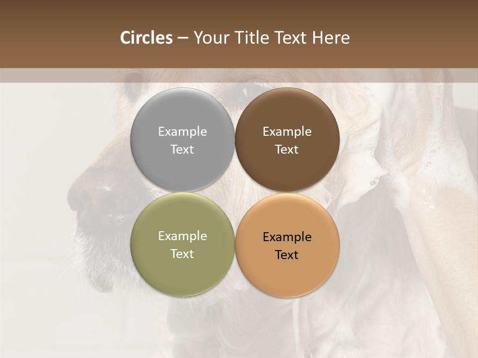 A Dog With A Shower Cap On It's Head PowerPoint Template