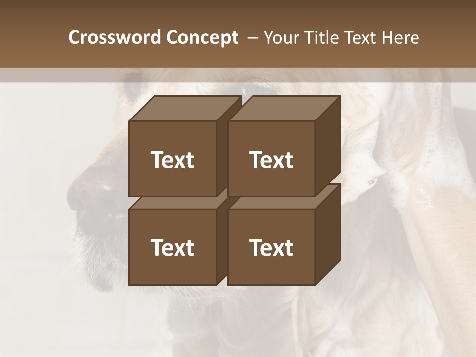 A Dog With A Shower Cap On It's Head PowerPoint Template