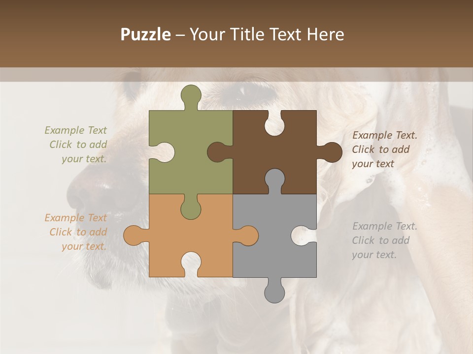 A Dog With A Shower Cap On It's Head PowerPoint Template