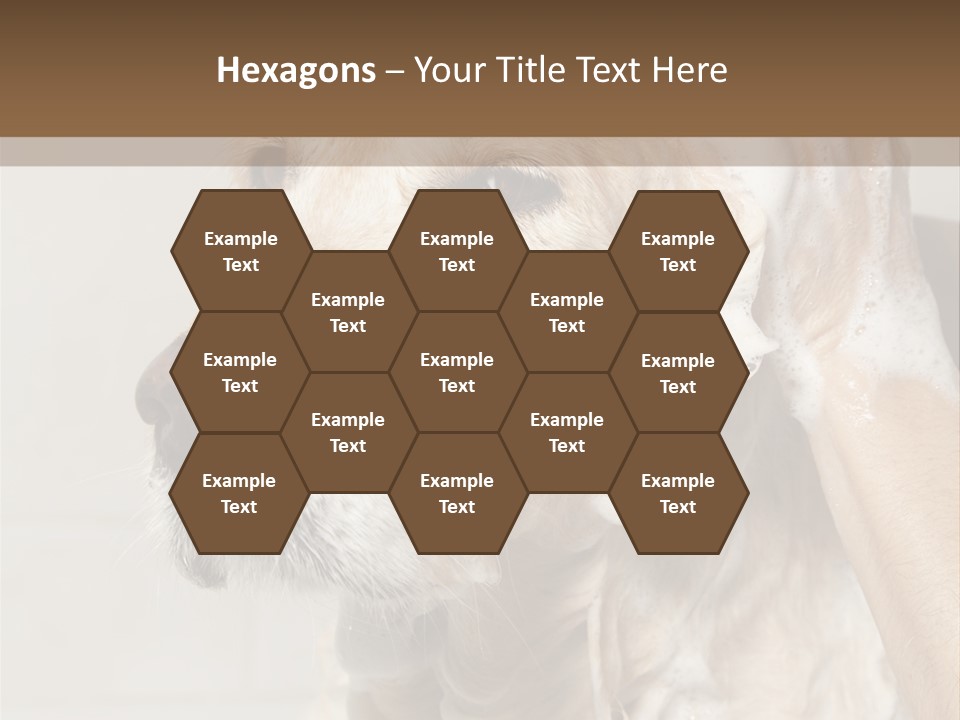 A Dog With A Shower Cap On It's Head PowerPoint Template