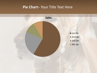 A Dog With A Shower Cap On It's Head PowerPoint Template