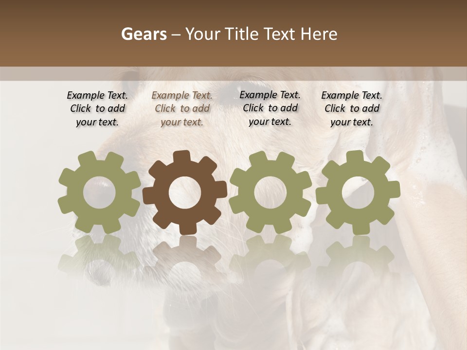 A Dog With A Shower Cap On It's Head PowerPoint Template