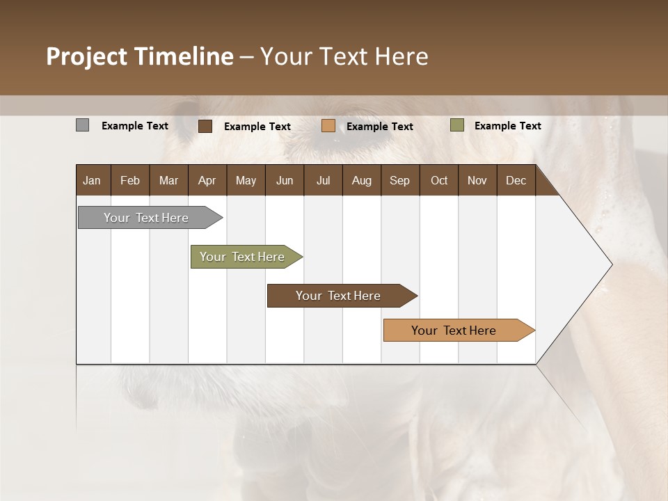 A Dog With A Shower Cap On It's Head PowerPoint Template