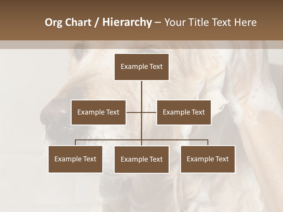 A Dog With A Shower Cap On It's Head PowerPoint Template