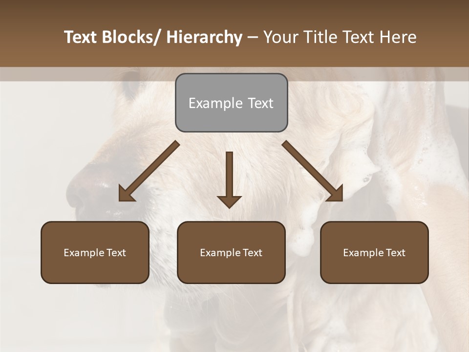 A Dog With A Shower Cap On It's Head PowerPoint Template