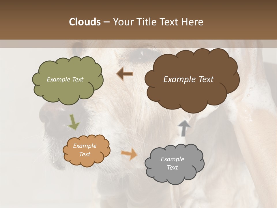 A Dog With A Shower Cap On It's Head PowerPoint Template