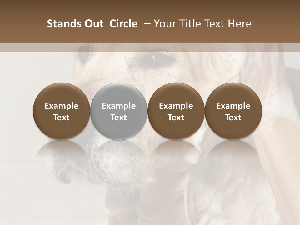 A Dog With A Shower Cap On It's Head PowerPoint Template