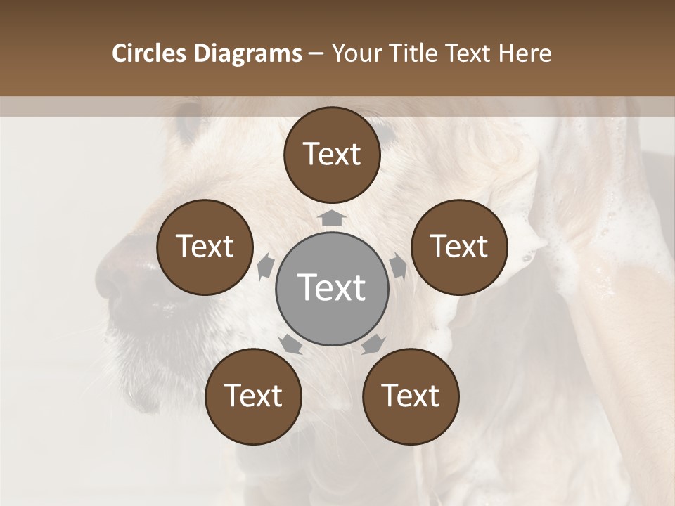 A Dog With A Shower Cap On It's Head PowerPoint Template