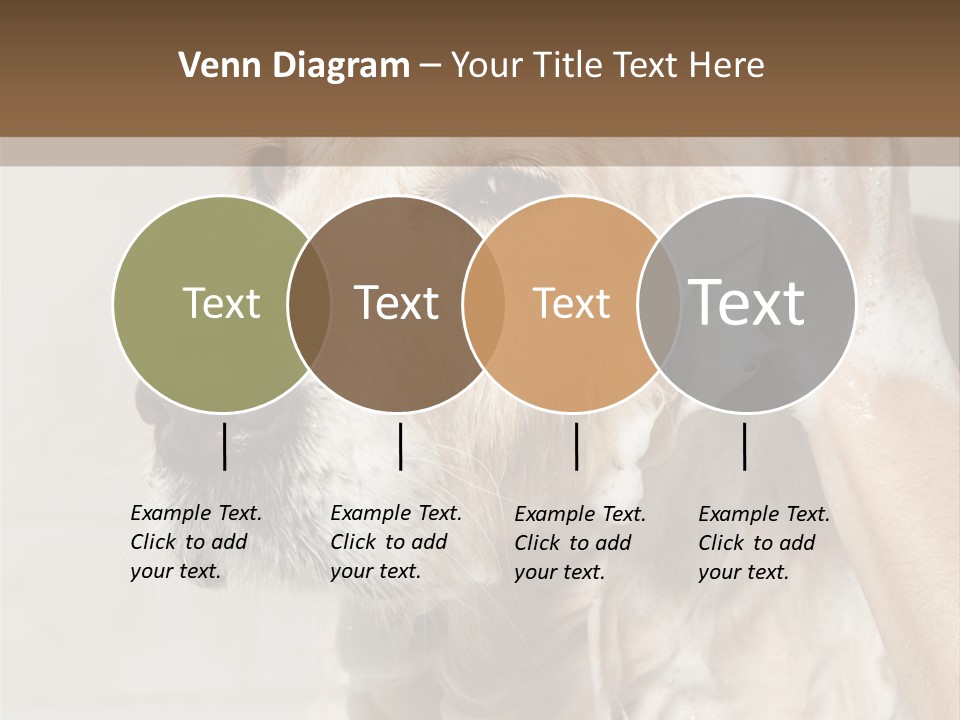 A Dog With A Shower Cap On It's Head PowerPoint Template