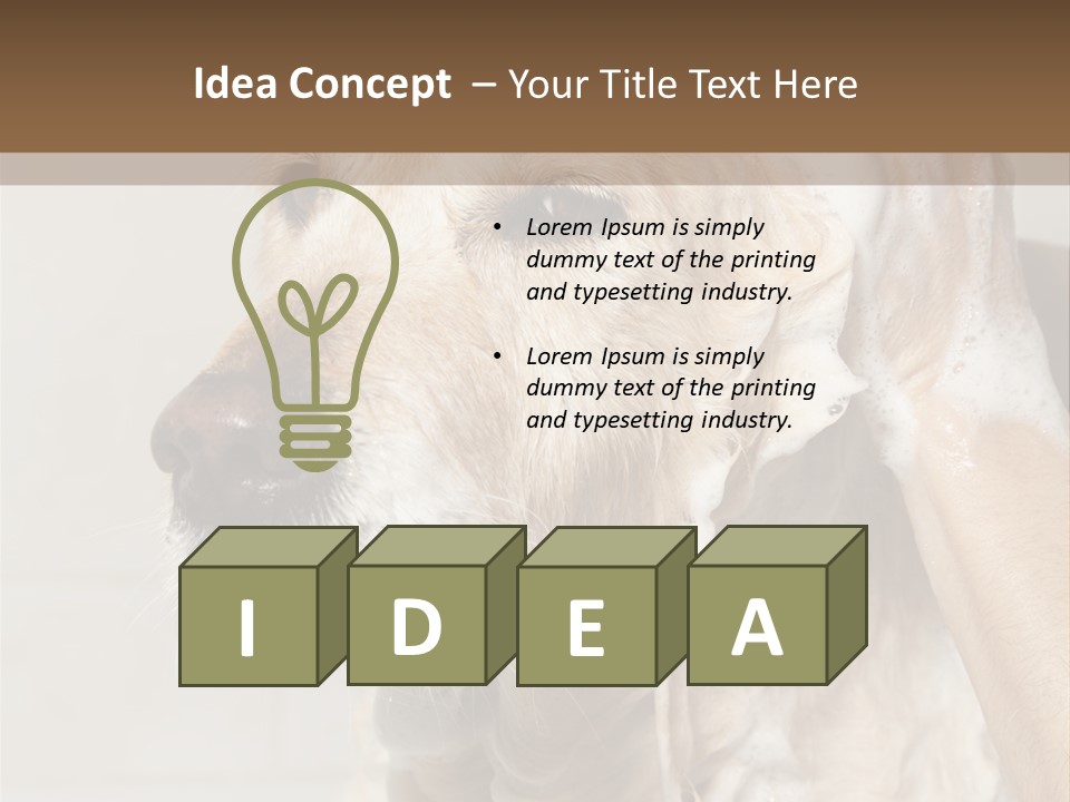 A Dog With A Shower Cap On It's Head PowerPoint Template