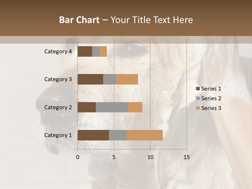 A Dog With A Shower Cap On It's Head PowerPoint Template