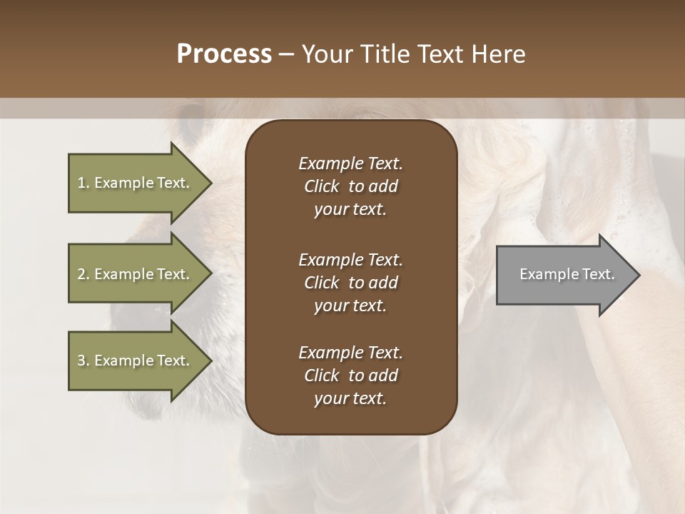 A Dog With A Shower Cap On It's Head PowerPoint Template