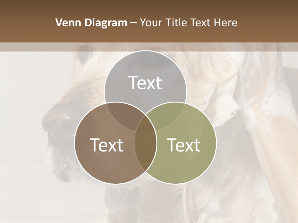 A Dog With A Shower Cap On It's Head PowerPoint Template