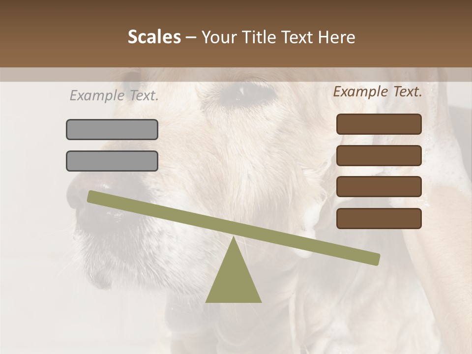 A Dog With A Shower Cap On It's Head PowerPoint Template