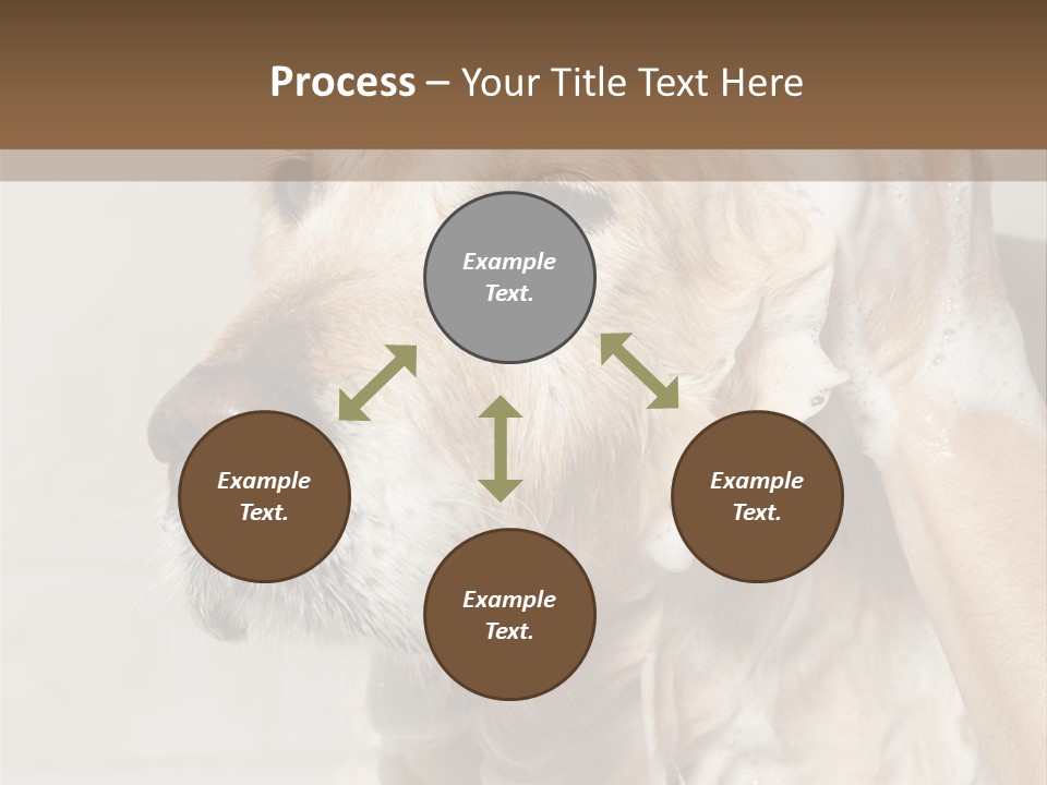 A Dog With A Shower Cap On It's Head PowerPoint Template