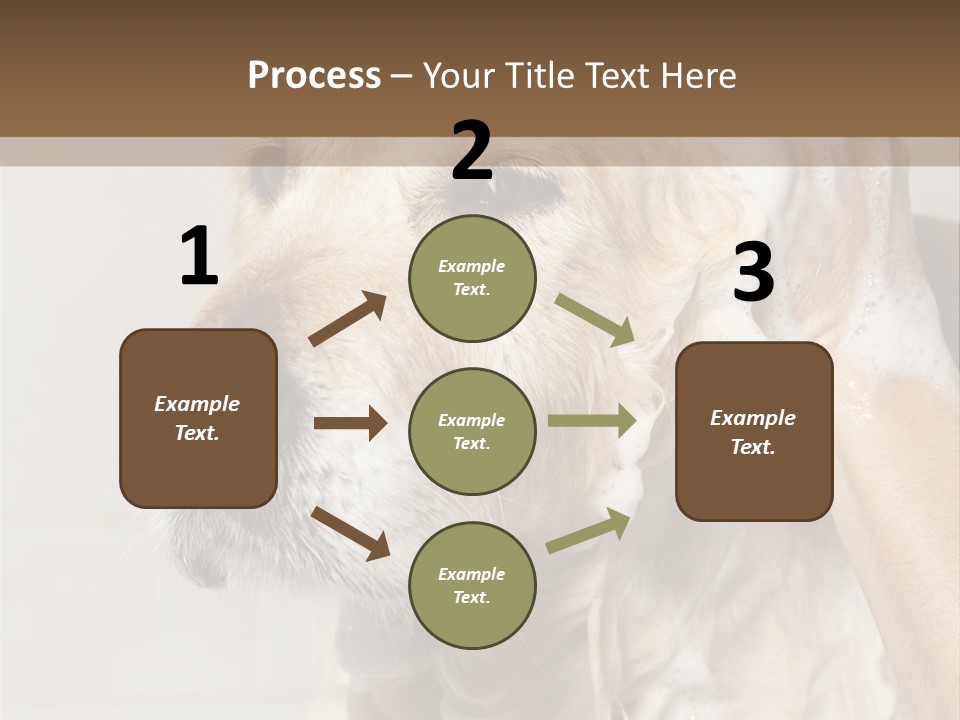 A Dog With A Shower Cap On It's Head PowerPoint Template