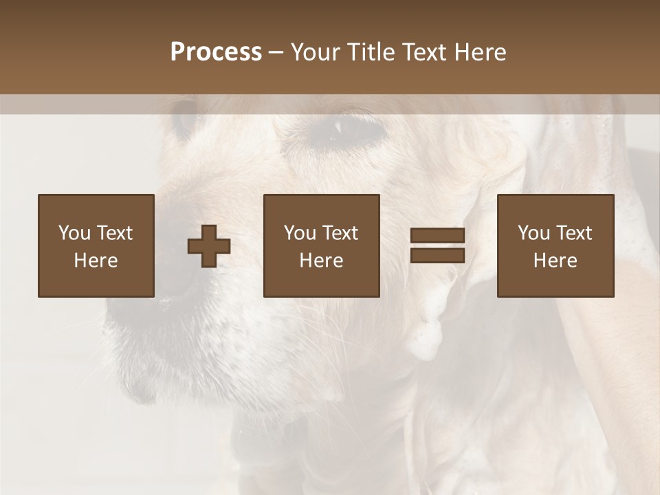 A Dog With A Shower Cap On It's Head PowerPoint Template