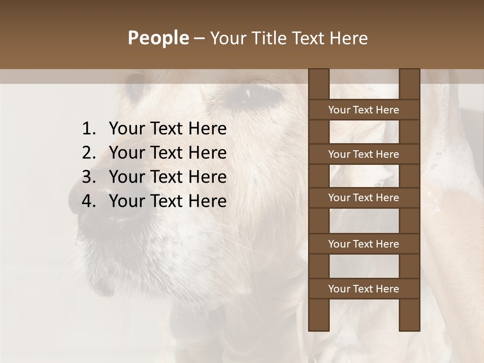 A Dog With A Shower Cap On It's Head PowerPoint Template