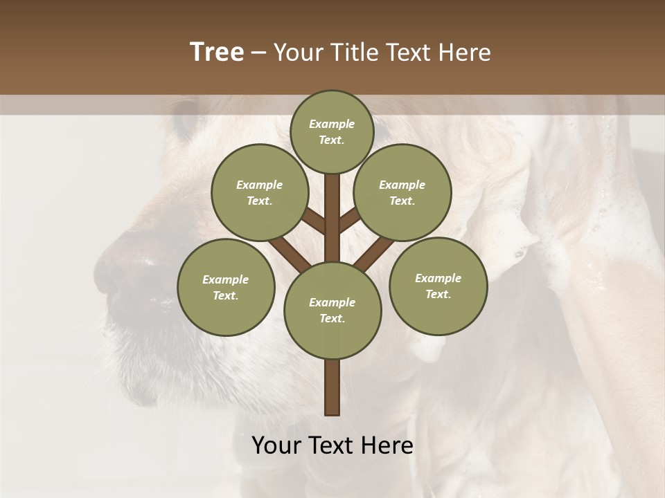 A Dog With A Shower Cap On It's Head PowerPoint Template