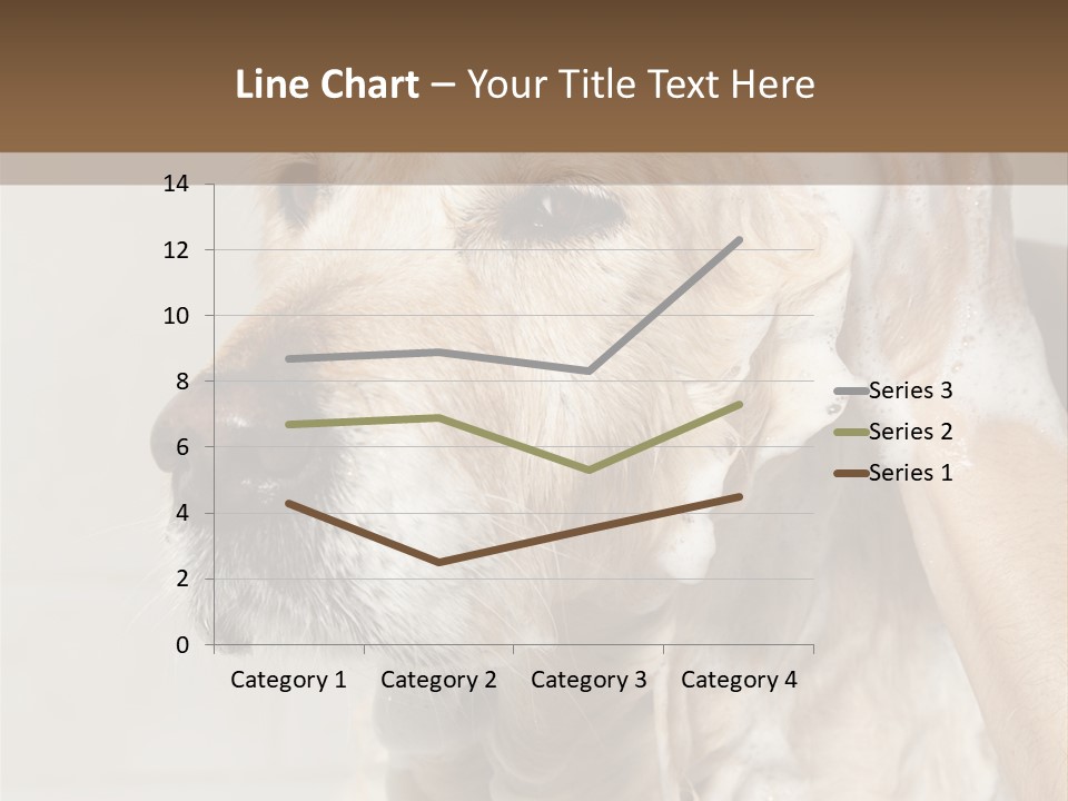 A Dog With A Shower Cap On It's Head PowerPoint Template