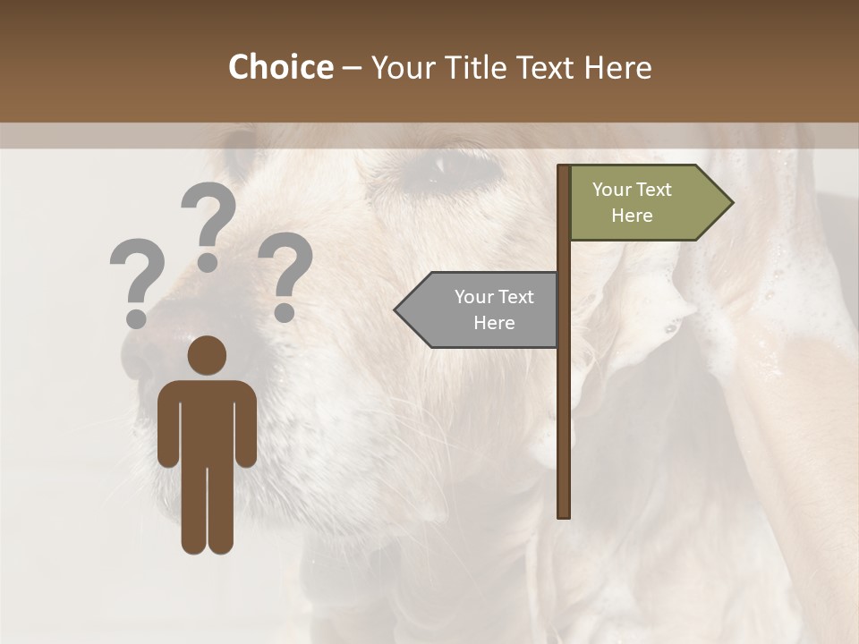 A Dog With A Shower Cap On It's Head PowerPoint Template