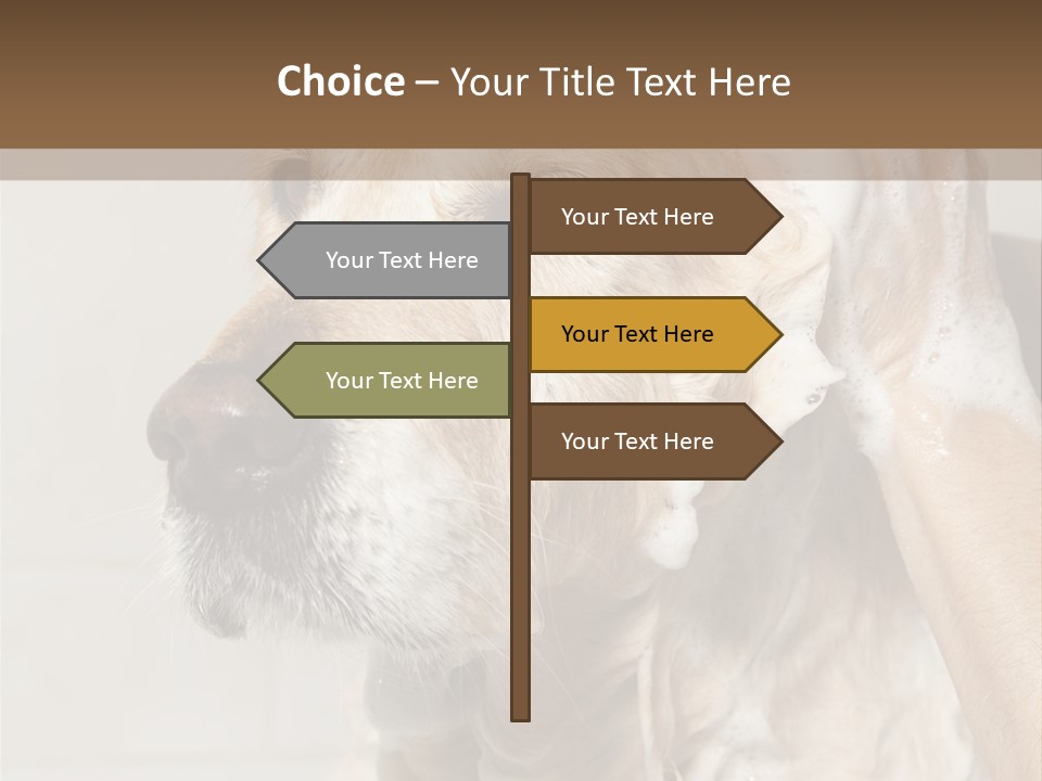 A Dog With A Shower Cap On It's Head PowerPoint Template