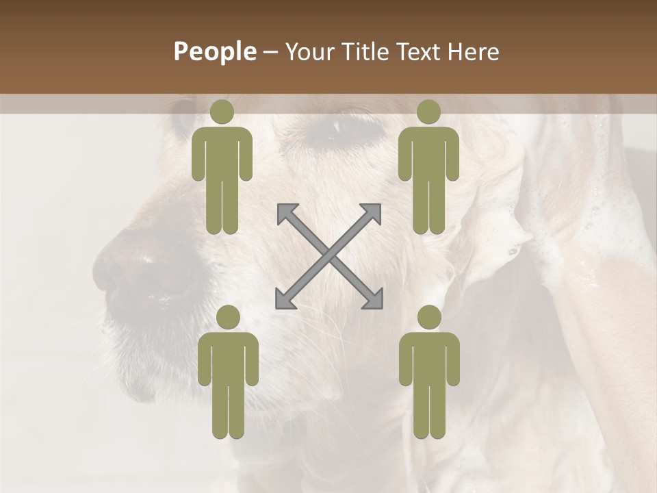 A Dog With A Shower Cap On It's Head PowerPoint Template