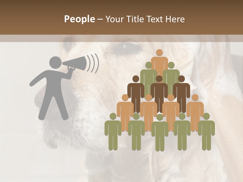 A Dog With A Shower Cap On It's Head PowerPoint Template