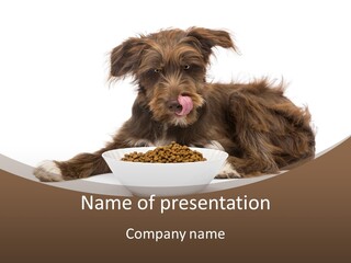 A Brown And White Dog Sitting Next To A Bowl Of Food PowerPoint Template