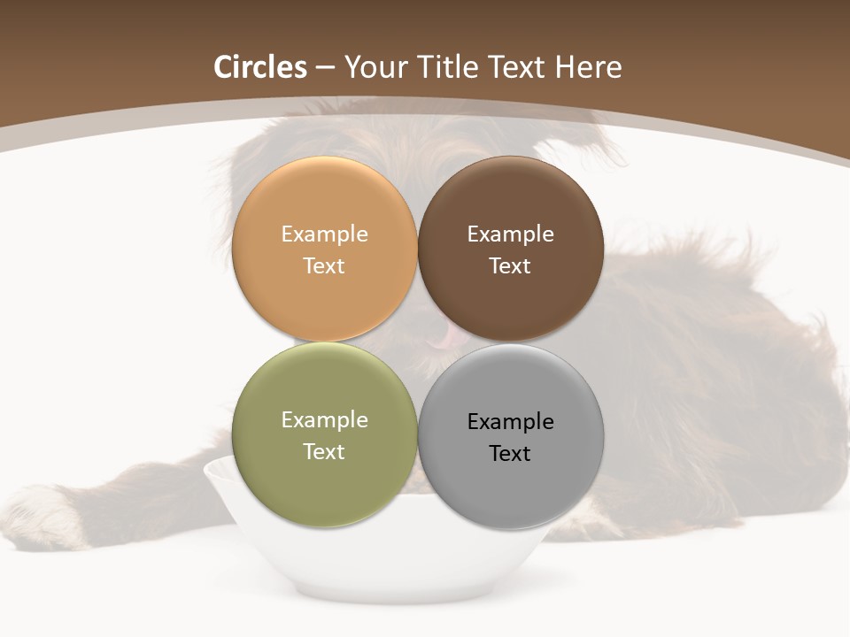 A Brown And White Dog Sitting Next To A Bowl Of Food PowerPoint Template