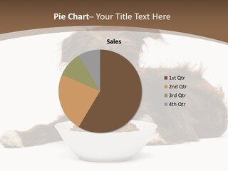 A Brown And White Dog Sitting Next To A Bowl Of Food PowerPoint Template