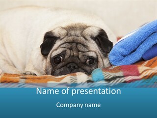 A Pug Dog Laying On A Blanket With A Blue Towel PowerPoint Template