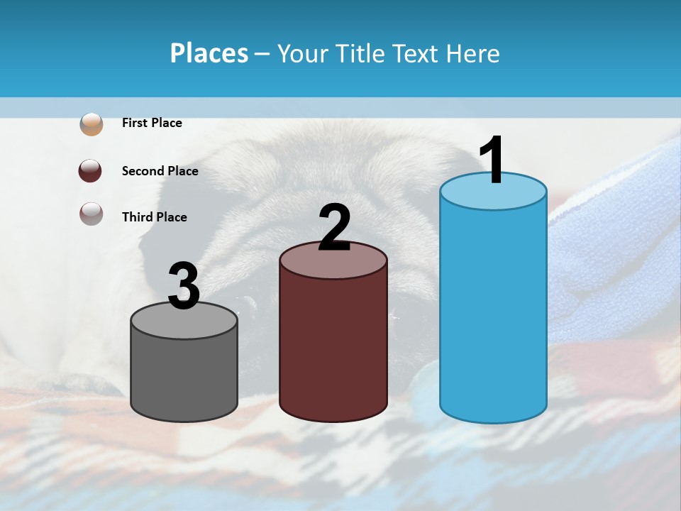 A Pug Dog Laying On A Blanket With A Blue Towel PowerPoint Template