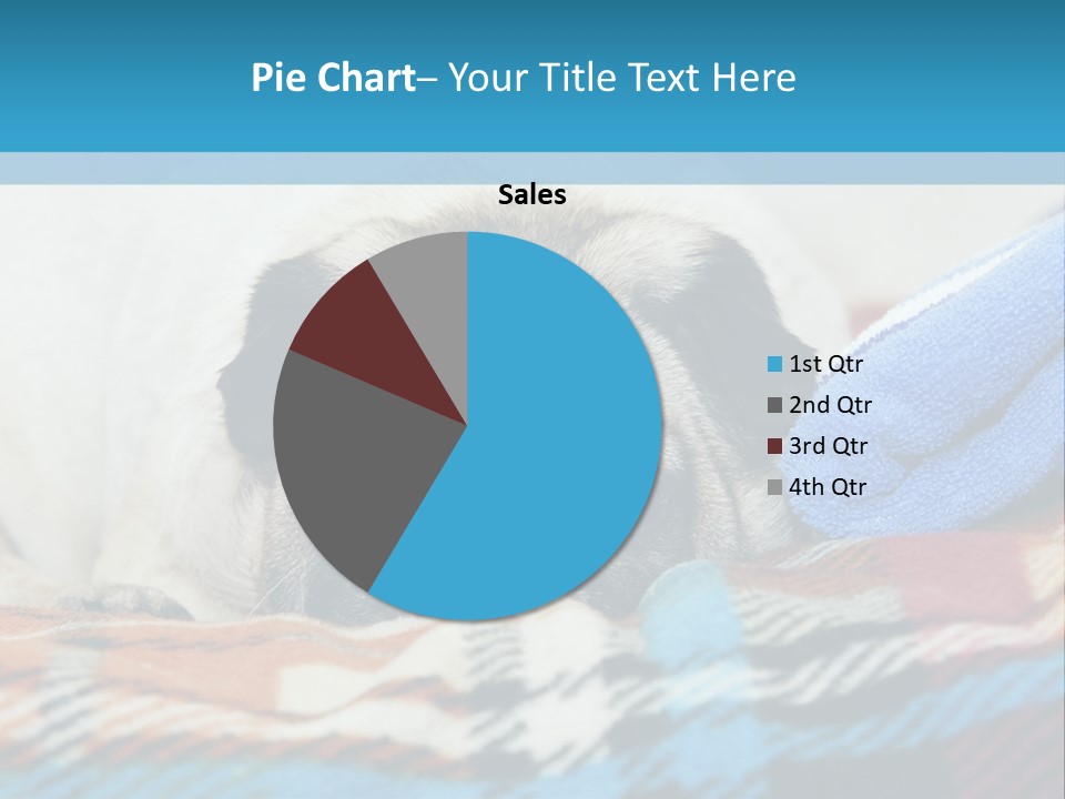 A Pug Dog Laying On A Blanket With A Blue Towel PowerPoint Template