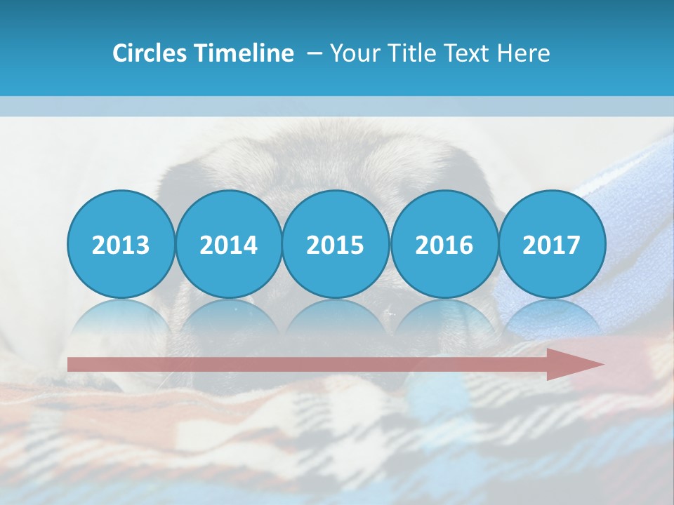 A Pug Dog Laying On A Blanket With A Blue Towel PowerPoint Template