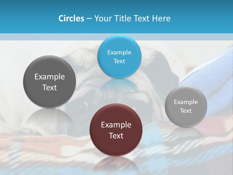 A Pug Dog Laying On A Blanket With A Blue Towel PowerPoint Template